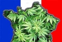 Как обстоят дела с легализацией марихуаны во Франции?